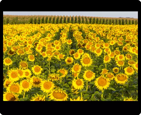 Sunflower and corn field in morning light in Michigan, North Dakota, USA