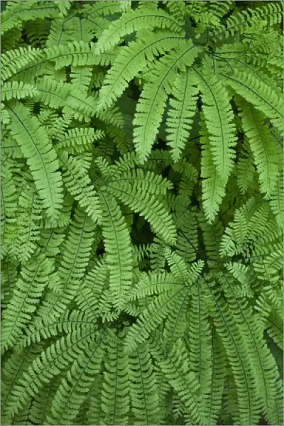 USA, Oregon, Silverton. Maidenhair ferns in Silver Falls State Park