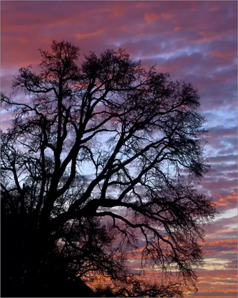 USA, Oregon, Multnomah County. Silhouette of oak tree at sunrise