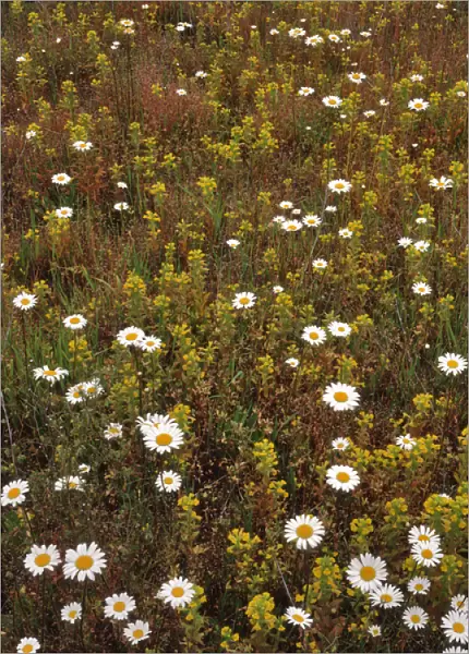 USA, Oregon. Parentucellia and daisies in field