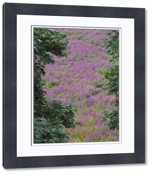 USA, Oregon, Oaks Bottom. Scenic of purple loosestrife wildflowers