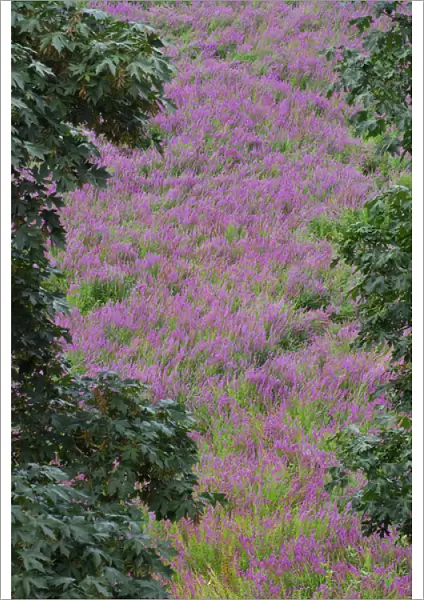 USA, Oregon, Oaks Bottom. Scenic of purple loosestrife wildflowers