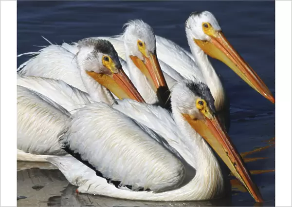 White Pelican Quartet, Summer lake, Oregon, USA