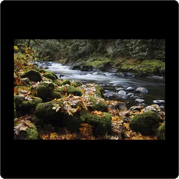 Autumn on the Salmon River, Welches, Oregon, USA