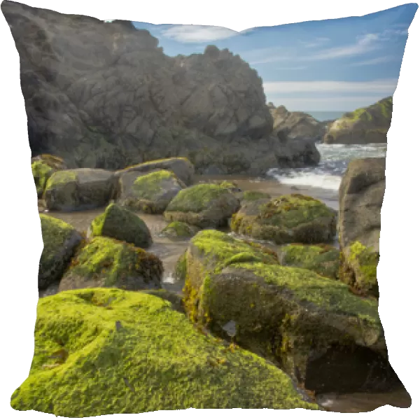 moss-covered rocks, Fogarty Creek State Recreation Area, Depoe bay, Oregon, USA