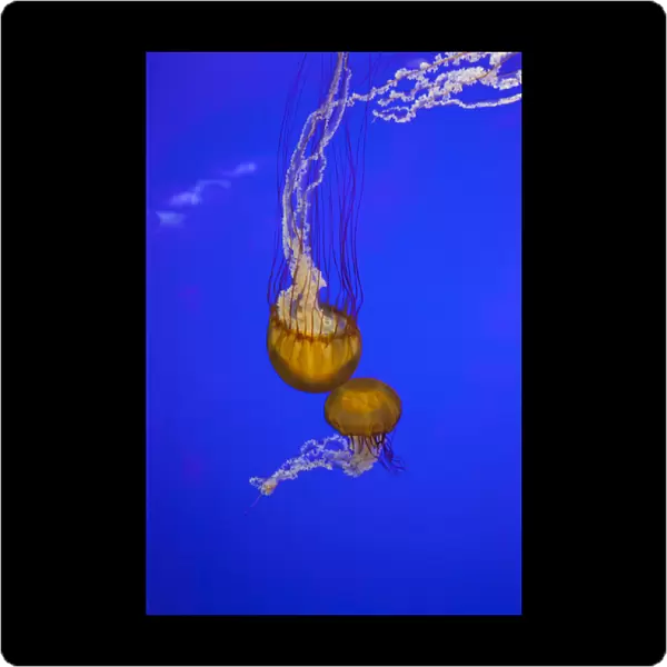 OR, Newport, Oregon Coast Aquarium, Pacific Sea Nettle Jellyfish (Chrysaora quinquecirrh)