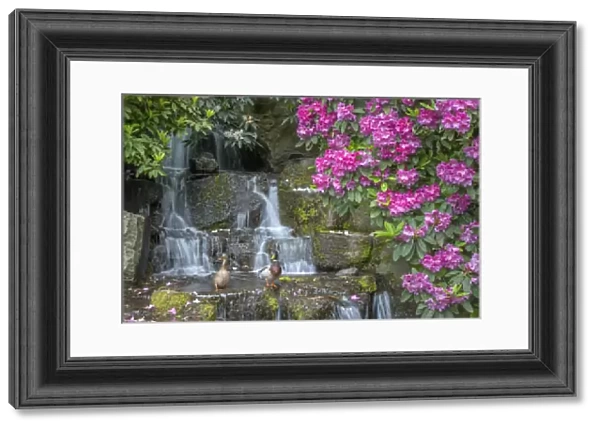 USA, Oregon, Portland, Crystal Springs Rhododendron Garden, Mallard ducks (male