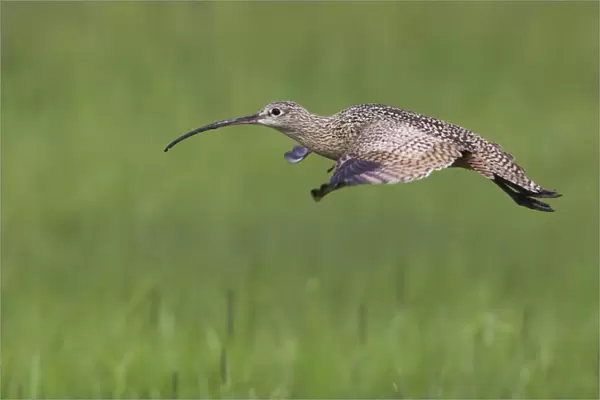 Long-billed Curlew in Flight
