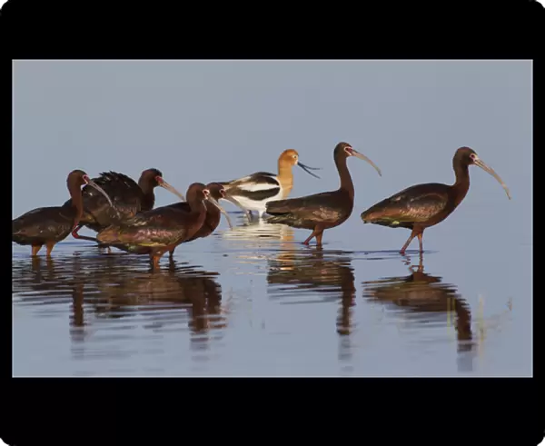 White-faced Ibiss wade past American Avocets