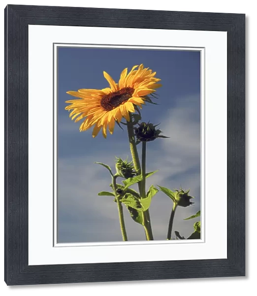 Sunflowers, Hood River, Oregon, USA