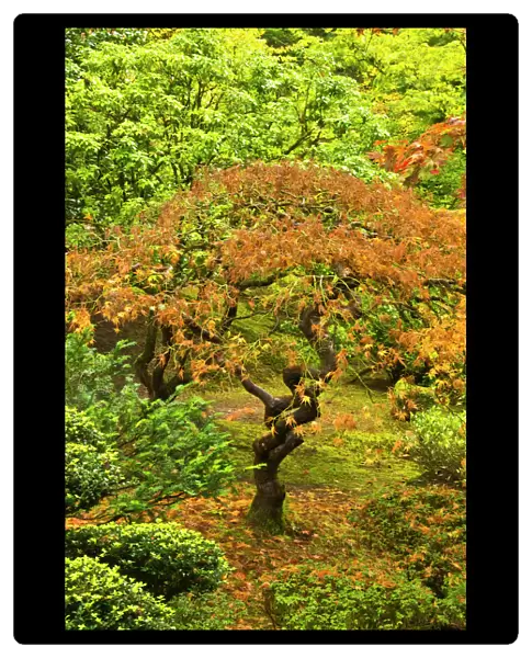 Japanese maple in autumn, Portland Japanese Garden, Portland, USA