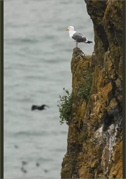USA, Oregon, Newport, Yaquina Head, Western Gull (Larus occidentalis)