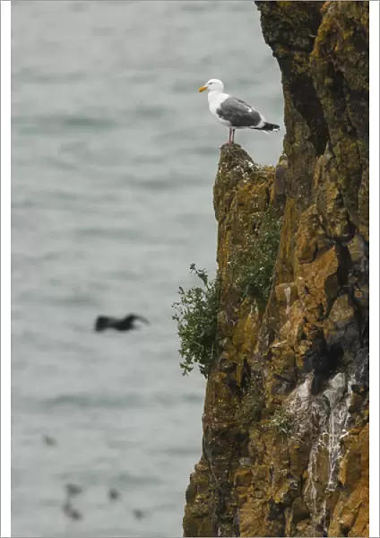 USA, Oregon, Newport, Yaquina Head, Western Gull (Larus occidentalis)