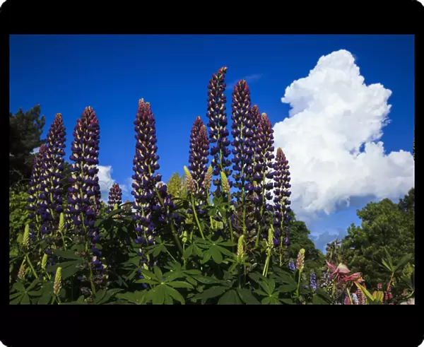 USA, Oregon, Keizer, Schreiners Iris Gardens, lupine and developing storm cloud