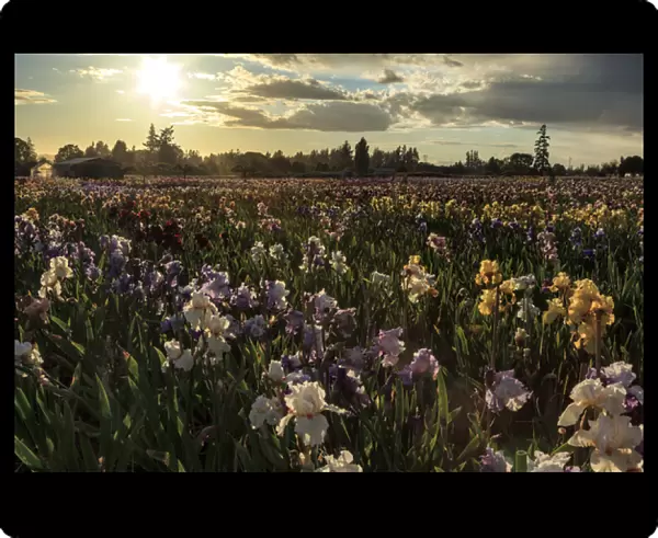 USA, Oregon, Keizer, Schreiners Iris Gardens, Iris Production Field in storm