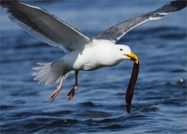 USA, Oregon, Newport, Yaquina Head, NLCS, a Western Gull (Larus occidentalis) with an eel