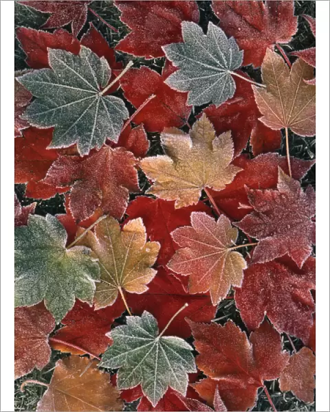 USA, Oregon, View of autumn maple leaves, close up