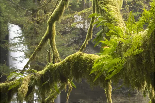 Ferns and moss frowing on a tree limb, Silver Falls State Park, Oregon