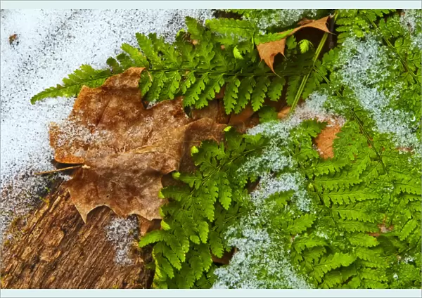 USA, Pennsylvania, Dingmans Ferry, Childs Park Dingmans Creek. Green fern dusted with snow