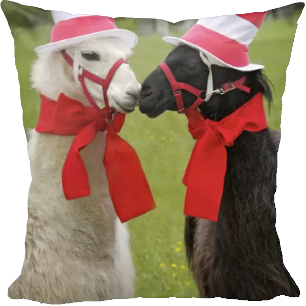 USA, Pennsylvania, Erie. Two llamas dressed humorously