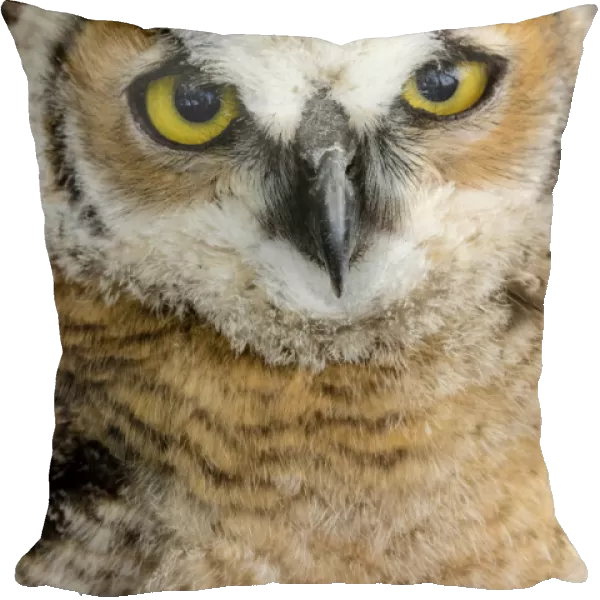 Fledgling great horned owl poratrait in Cottonwood, South Dakota, USA