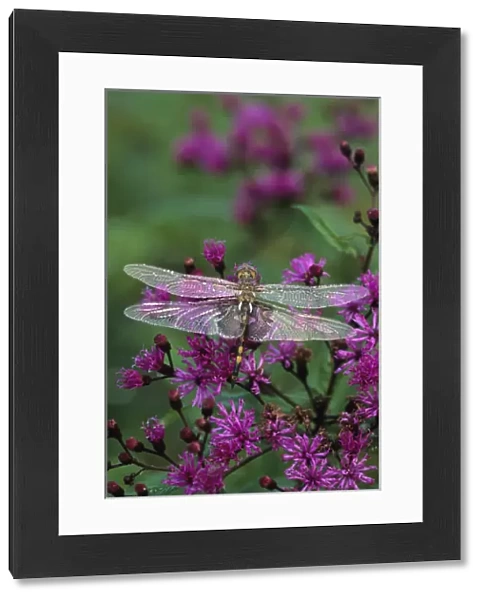 Dragonfly on Joe-Pye weed. Credit as: Nancy Rotenberg  /  Jaynes Gallery  /  DanitaDelimont