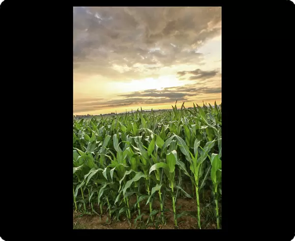 Lancaster County, Pennsylvania. Corn field and a sunset with silver clouds