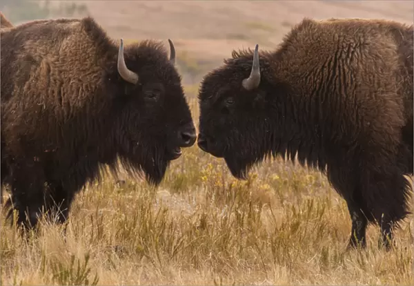 USA, South Dakota, Custer State Park. Two bison face-to-face