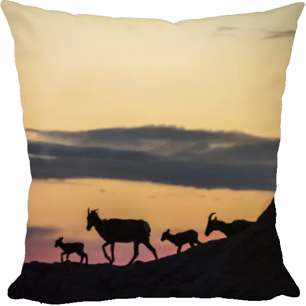 Bighorn ewes with lambs silhoutted against sunset sky in Badlands National Park, South Dakota