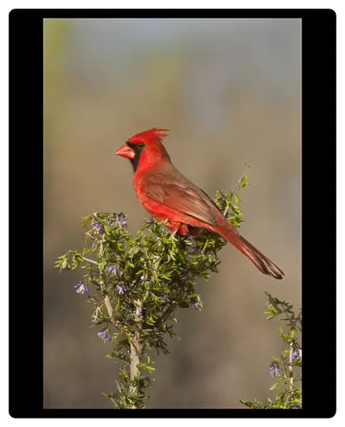 USA, Texas, Santa Clara Ranch. Male northern cardinal atop tree limb