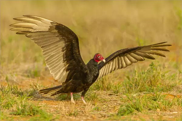 USA, Texas, Hidalgo County. Close-up of turkey vulture on ground