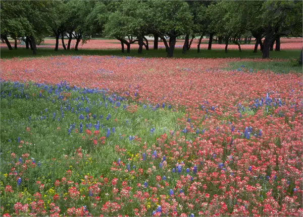 Hill Country, Texas, Indian Paint Brush and bluebonnets carpet the landscape before