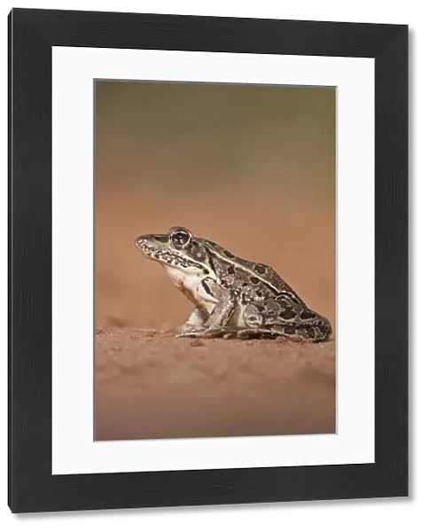 Rio Grande Leopard Frog (Rana pipiens berlandieri) sunning, Texas