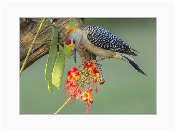 USA, Texas, Hidalgo County. Golden-fronted woodpecker on log