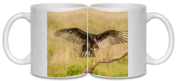 USA, Texas, Hidalgo County. Turkey vulture landing on limb
