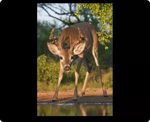 White-tailed Deer (Odocoileus virginianus) male drinking at ranch pond in south Texas