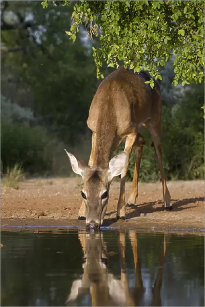 White-tailed Deer (Odocoileus virginianus) female drinking at ranch pond in south Texas