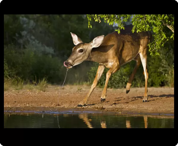 White-tailed Deer (Odocoileus virginianus) female drinking at ranch pond in south Texas