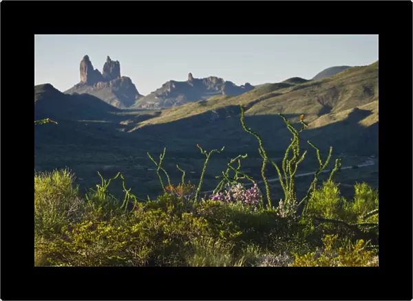 Ocotillo(Fouqurieria splendens) and the Mule Ears (formation) at sunrise in Big Bend National Park