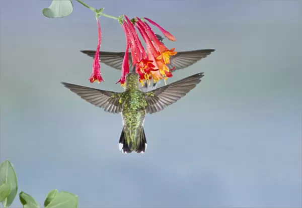 Black-chinned Hummingbird (Archilochus alexandri) female feeding at flowers, Texas