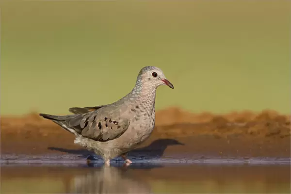 Common Ground-Dove (Columbina passerina) drinking at south Texas pond