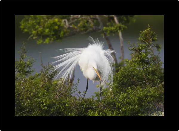 Great Egret (Ardea alba) adult at nest