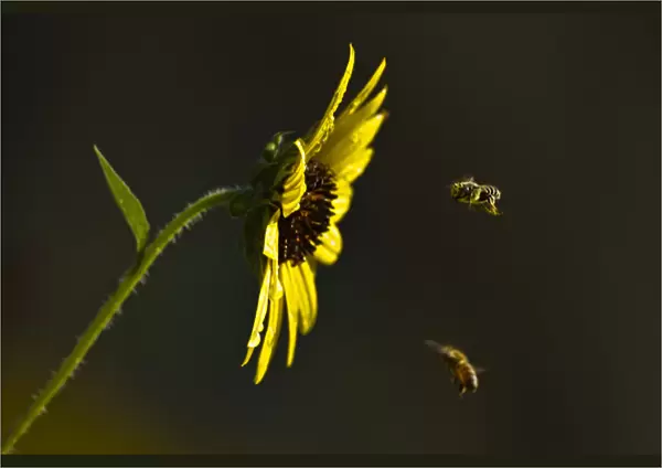 Bees landing on Sunflower, north Texas