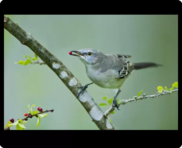 Northern Mockingbird (Mimus polyglottos) feeding on brush holly berries, Texas