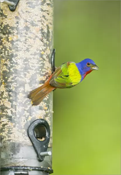 Painted Bunting (Passerina ciris) male eating seeds at feeder