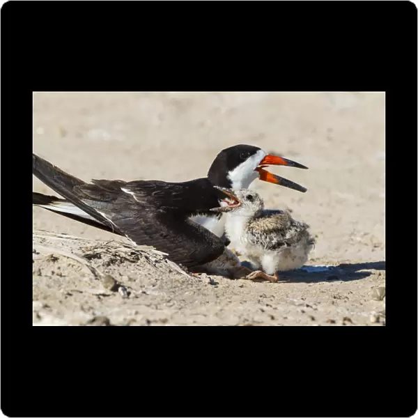 Black Skimmers at nesting colony