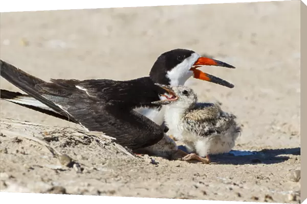 Black Skimmers at nesting colony