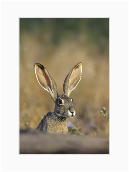 Black-tailed Jack Rabbit (Lepus californicus) Starr Co. TX