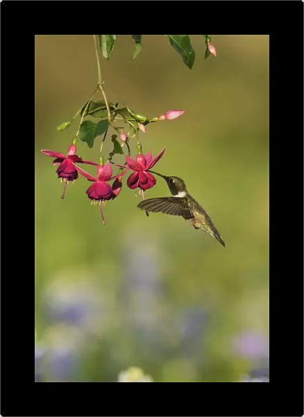 Black-chinned Hummingbird (Archilochus alexandri), adult male feeding on blooming Fuchsia