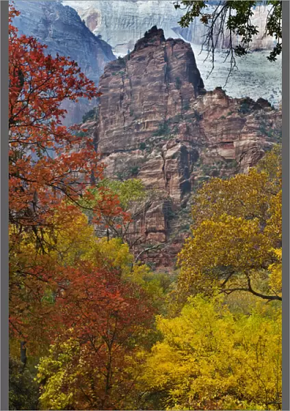USA, Utah, Zion National Park. Fall foliage in The Narrows